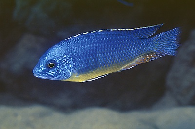 Protomelas sp. 'steveni imperial' Chiloelo